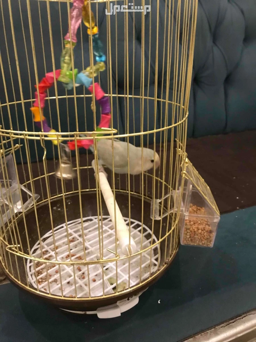 للبيع طير روز العمر اربع شهور وعشر ايام اليف