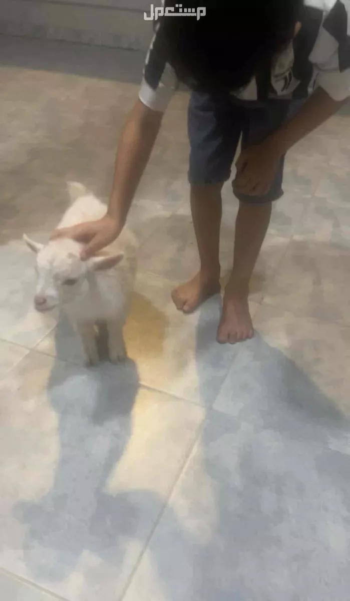 ماعز قزم في الأحساء بسعر 1000 ريال سعودي