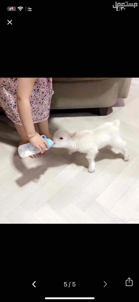 ماعز قزم في الأحساء بسعر 1000 ريال سعودي