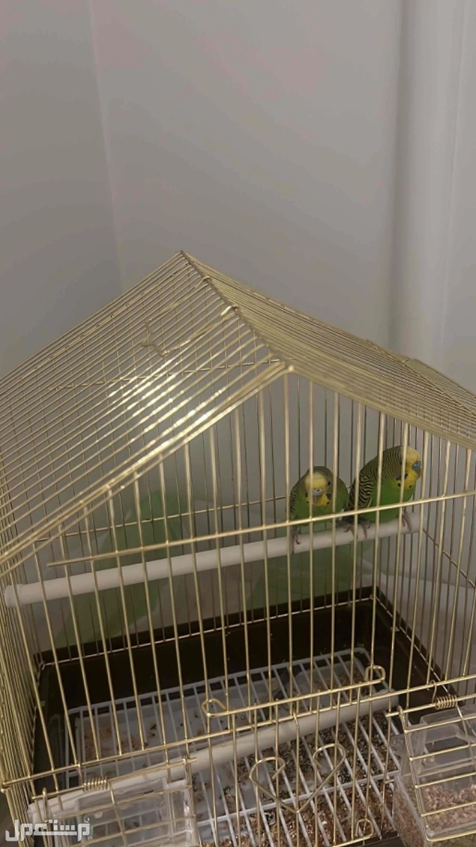 طيور للبيع بالشرقيه حي الشعلة سعرها ب 300 ابيعها 200 وقابل للتفاوض