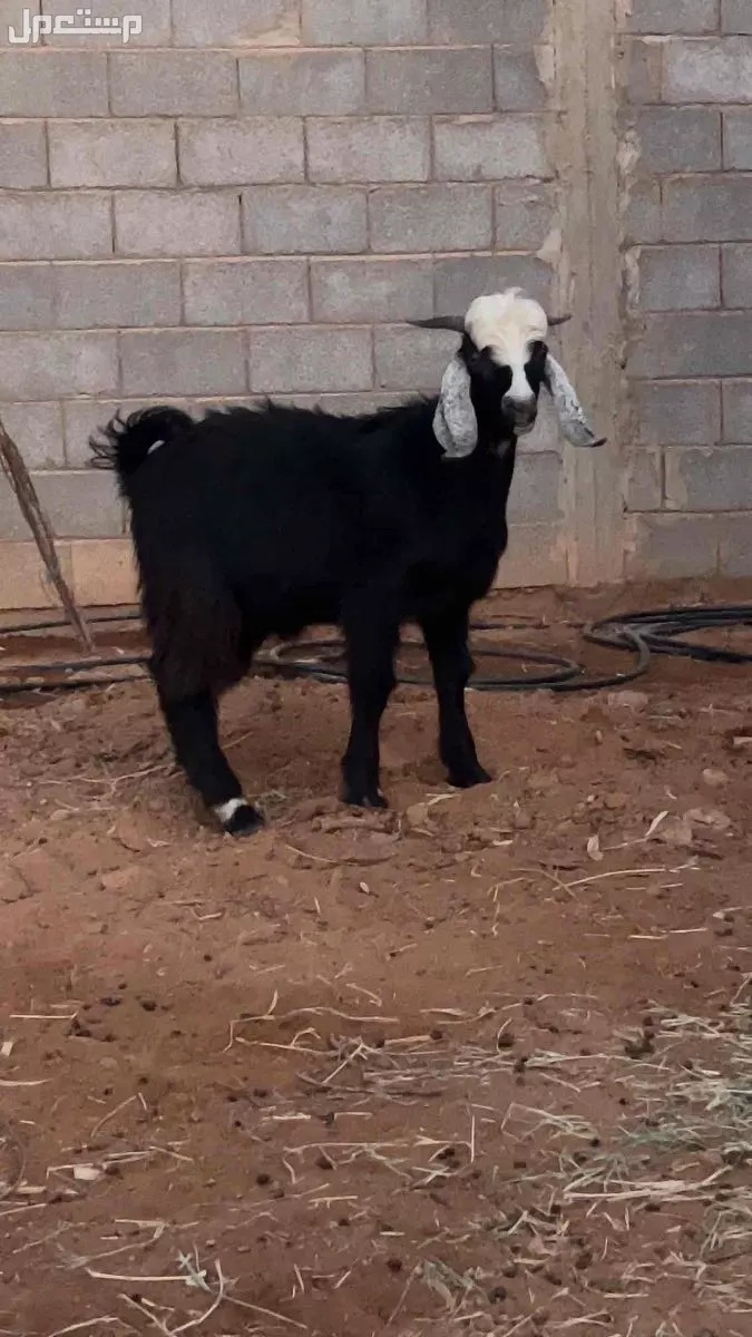 للبيع  تيس العمر قرابة 6 شهور  بسعر 1300