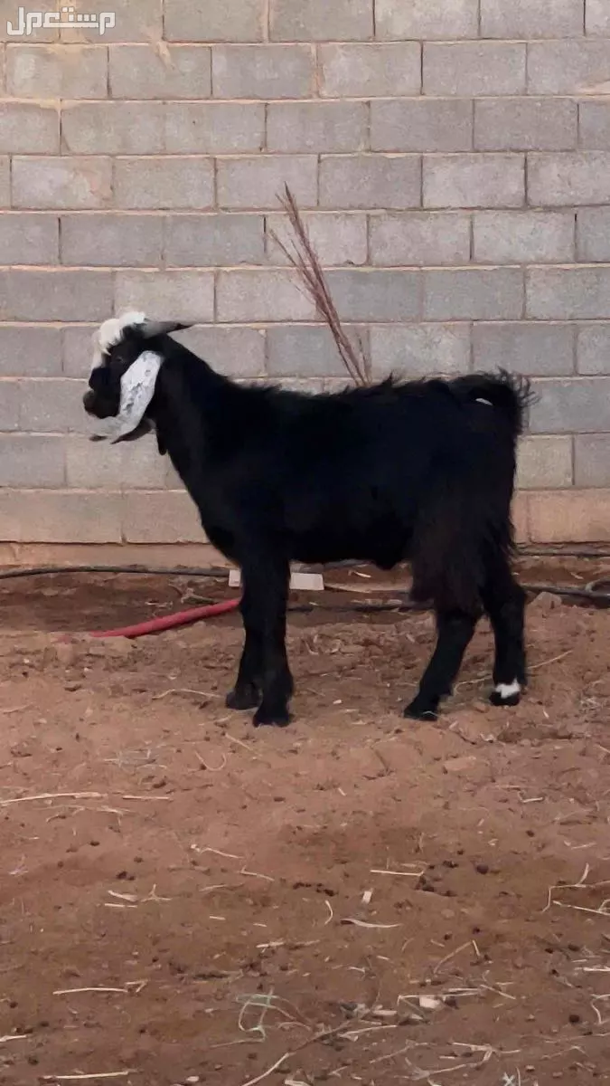 للبيع  تيس العمر قرابة 6 شهور  بسعر 1300