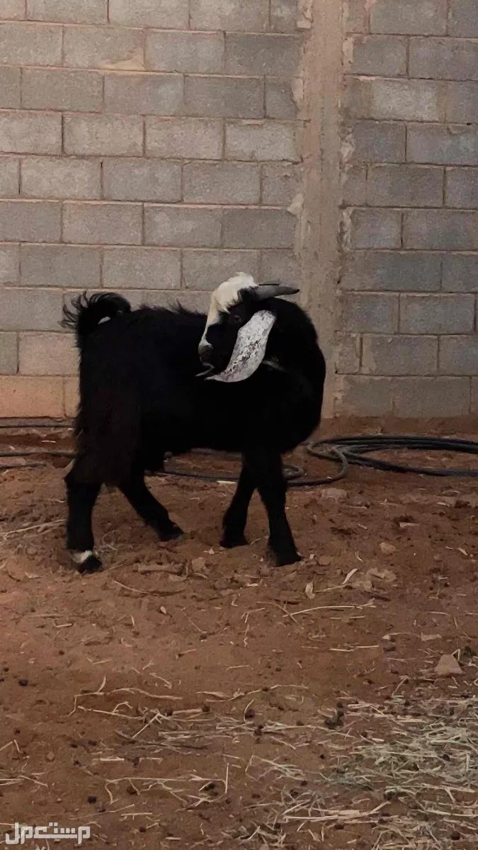 للبيع  تيس العمر قرابة 6 شهور  بسعر 1300