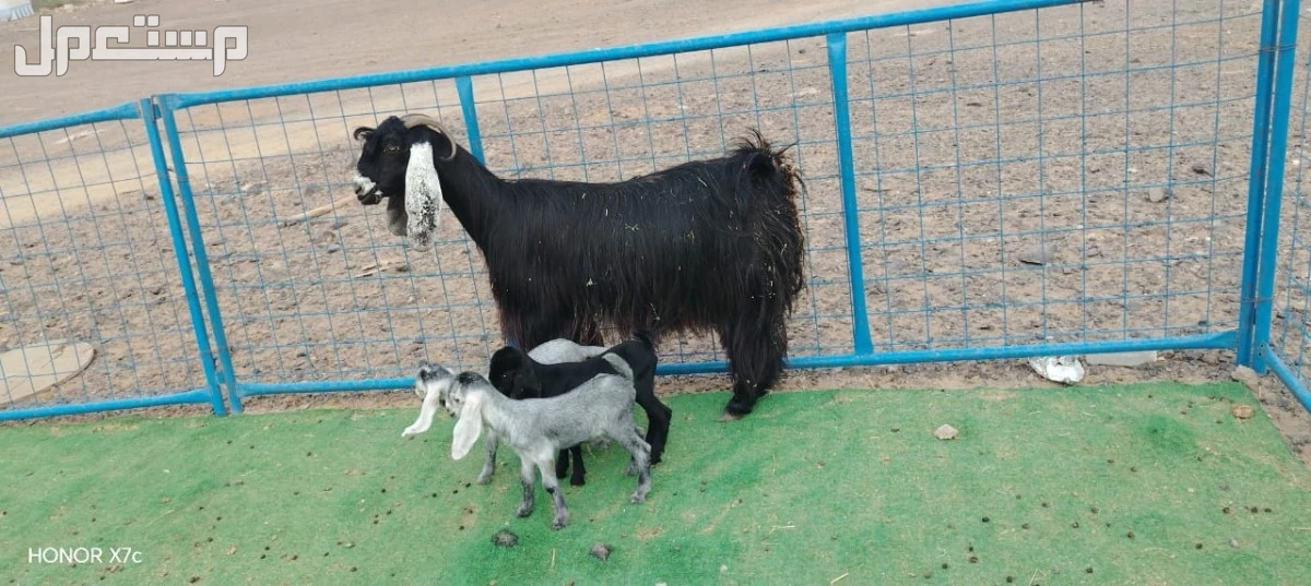 عنز عارضيه يتبعها 3 جفار ب 3500 ريال