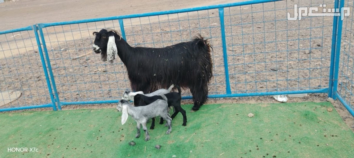 عنز عارضيه يتبعها 3 جفار ب 3500 ريال