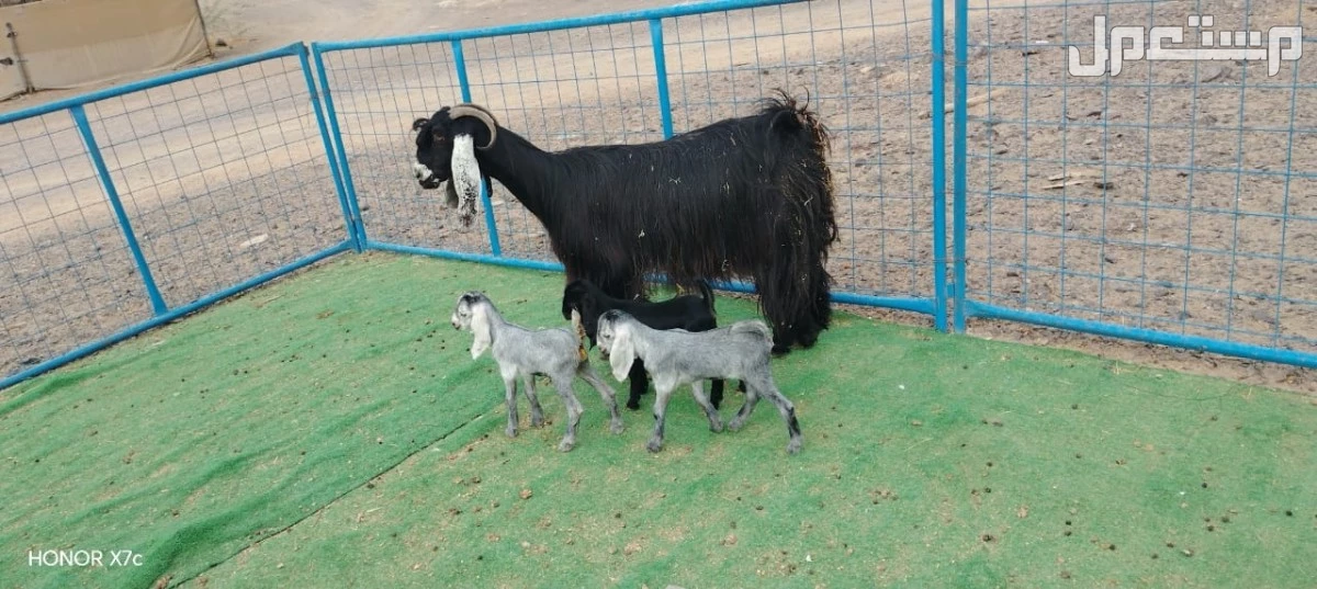 عنز عارضيه يتبعها 3 جفار ب 3500 ريال