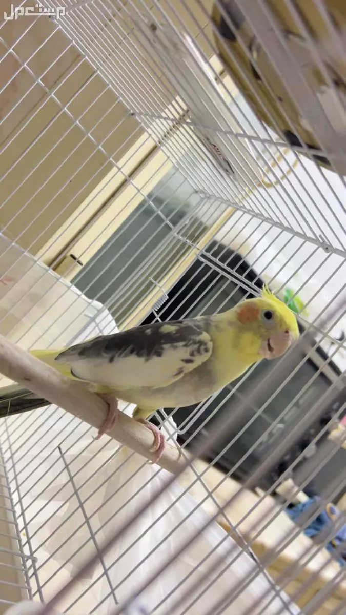 طير كروان  في رياض الخبراء بسعر 350 ريال سعودي