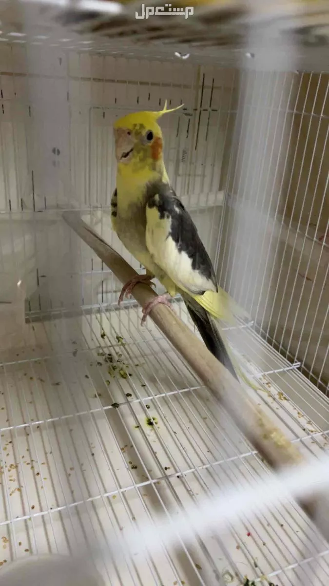 طير كروان  في رياض الخبراء بسعر 350 ريال سعودي