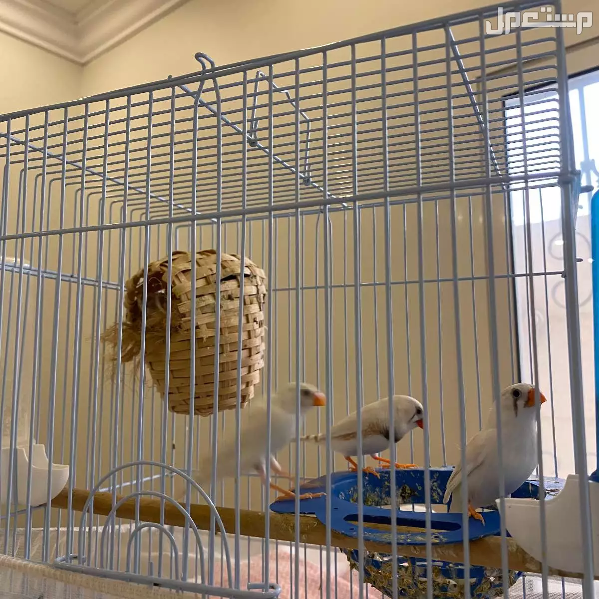 زوج زيبرا ذكر و 2 انثى "مٌنتجه" مع كامل ملحقاتها في الدمام بسعر 200 ريال سعودي