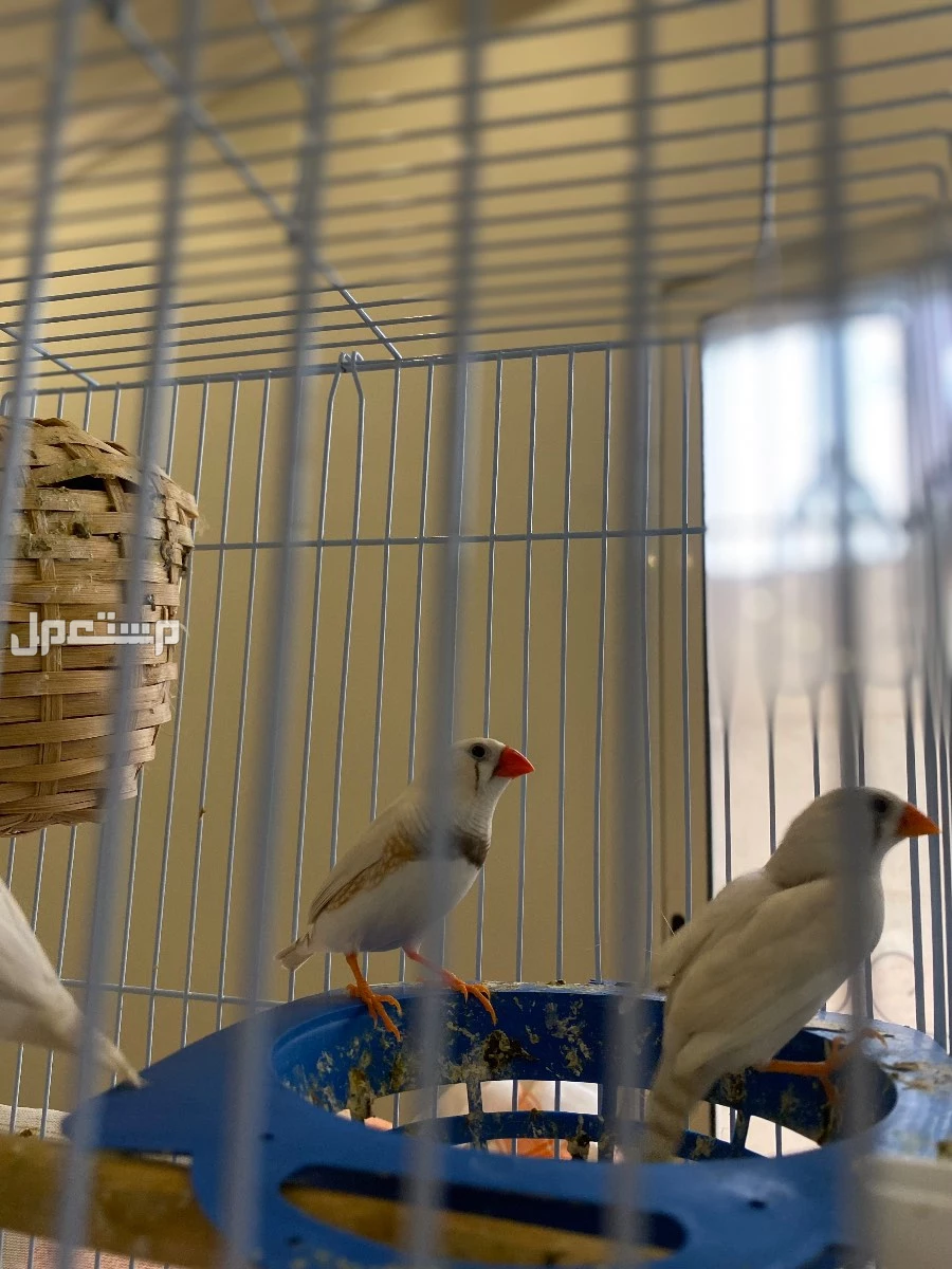 زوج زيبرا ذكر و 2 انثى "مٌنتجه" مع كامل ملحقاتها في الدمام بسعر 200 ريال سعودي