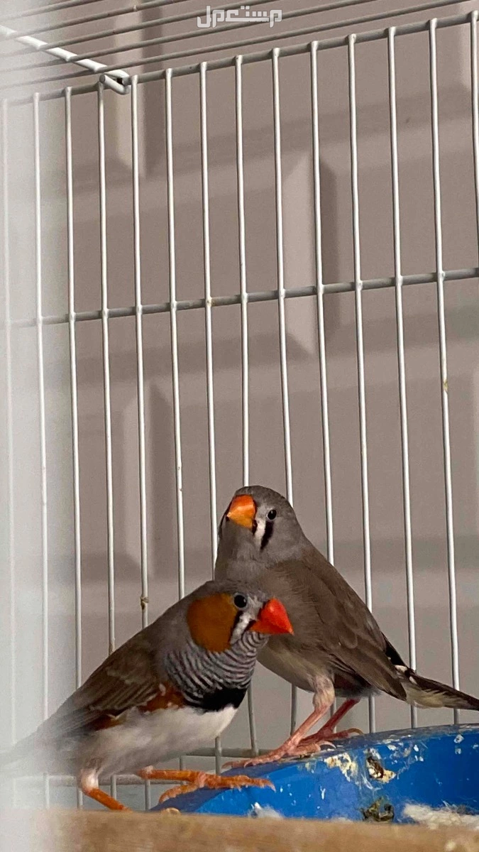 زوج زيبرا وبصحه جيده ومنتج ويوجد اكثر من ذكر واكثر من انثى للبيع بالطلب والطيور منتجه في الدمام زوج زيبرا بصحه جيده ومنتج