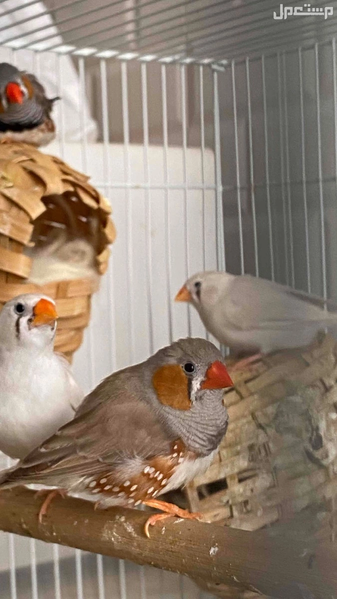 زوج زيبرا وبصحه جيده ومنتج ويوجد اكثر من ذكر واكثر من انثى للبيع بالطلب والطيور منتجه في الدمام ذكر زيبرا بصحه جيده ومنتج