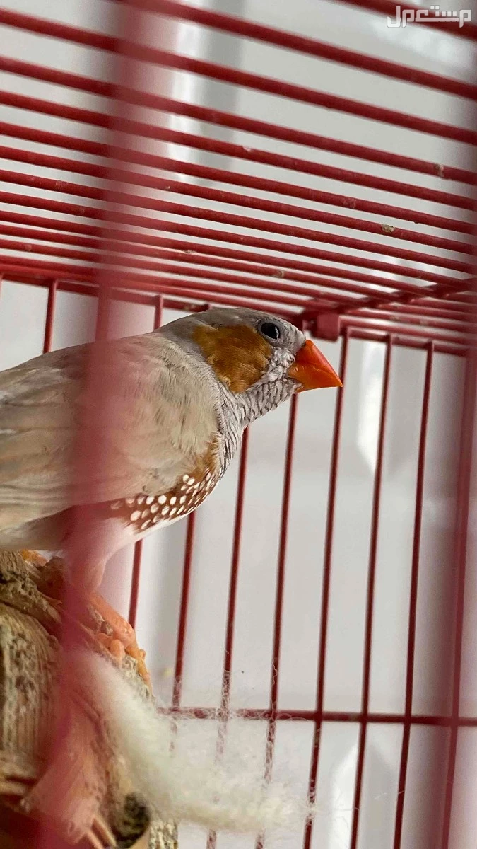 زوج زيبرا وبصحه جيده ومنتج ويوجد اكثر من ذكر واكثر من انثى للبيع بالطلب والطيور منتجه في الدمام