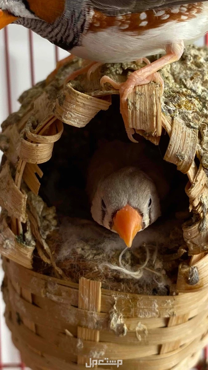 زوج زيبرا وبصحه جيده ومنتج ويوجد اكثر من ذكر واكثر من انثى للبيع بالطلب والطيور منتجه في الدمام