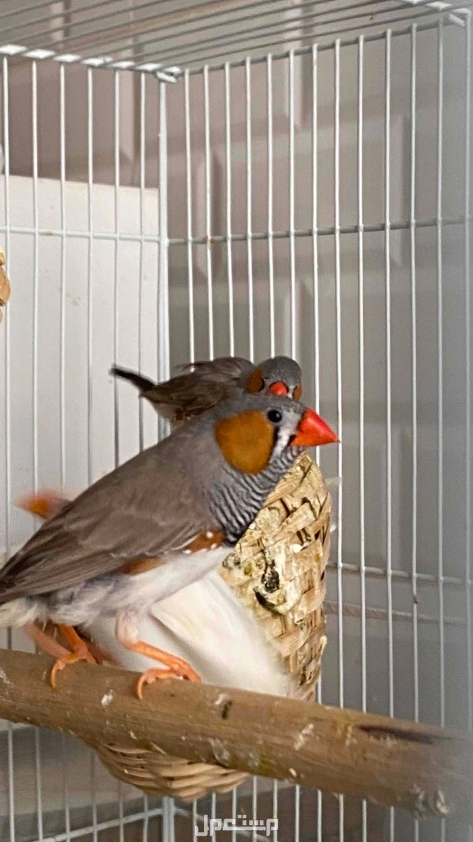 زوج زيبرا وبصحه جيده ومنتج ويوجد اكثر من ذكر واكثر من انثى للبيع بالطلب والطيور منتجه في الدمام