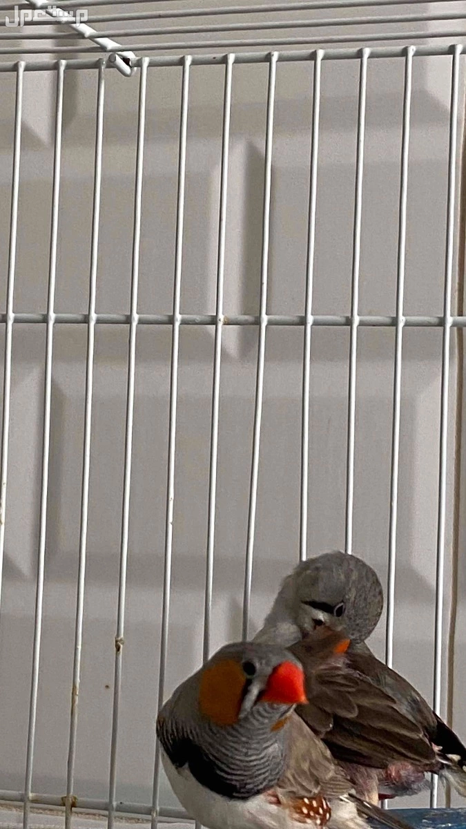 زوج زيبرا وبصحه جيده ومنتج ويوجد اكثر من ذكر واكثر من انثى للبيع بالطلب والطيور منتجه في الدمام