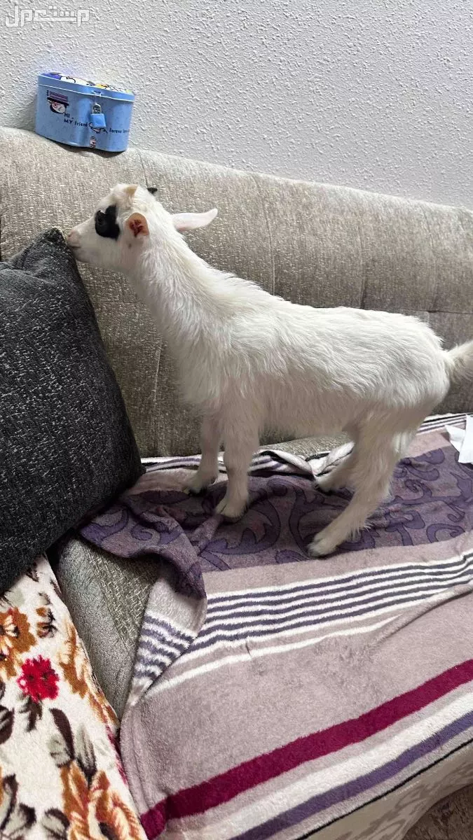 لا بيع ماعز قزم اليف وكيوت يالعب الطفال في بريده حي الاسكان سلام عليكم عندي ماعز قزم عمره شهر وعشرين يوم. أليف وكيوت  اخذته بالف وميه.وابيعه