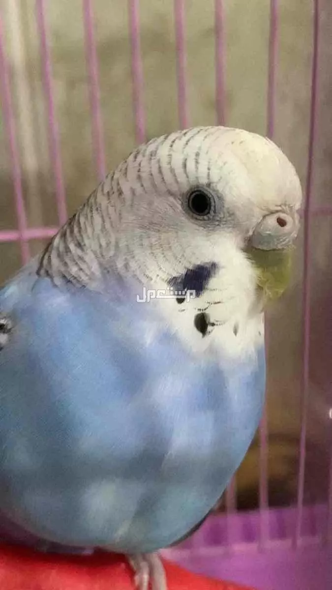 بغبغاء البادجي في جدة بسعر 150 ريال سعودي