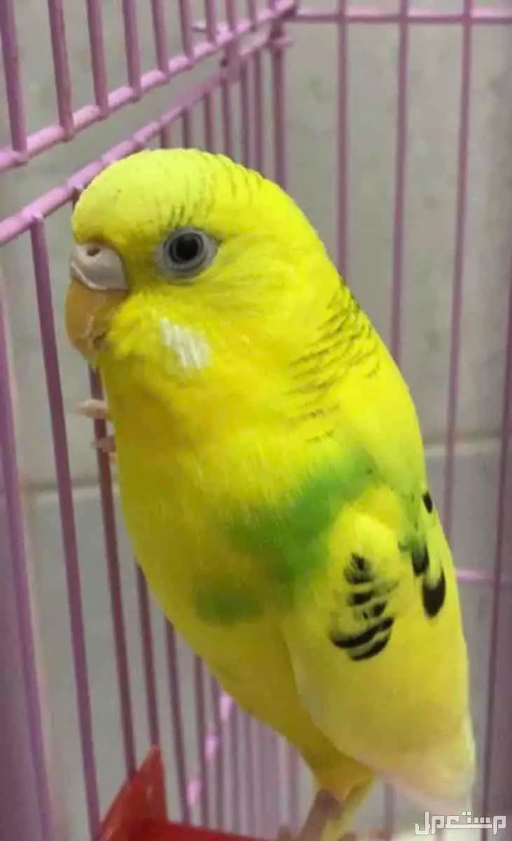 بغبغاء البادجي في جدة بسعر 150 ريال سعودي