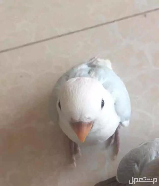 طير روز اليف وهدد داخلي بسعر 220 ريال