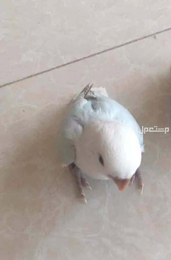 طير روز اليف وهدد داخلي بسعر 220 ريال