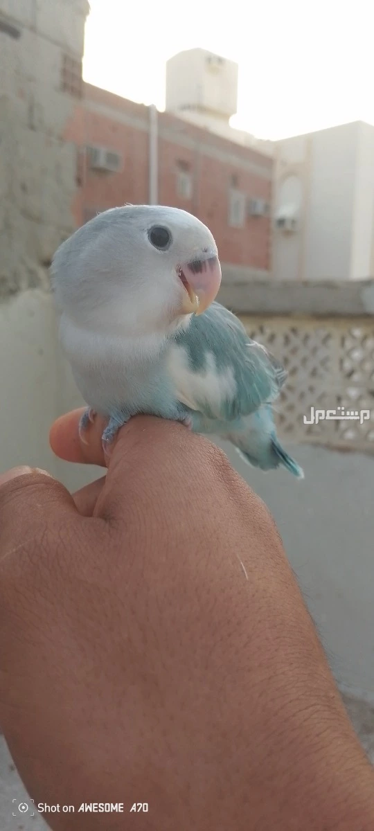 بغبغاء روز لايف ولاعوب وا هدد خارجي في مكة المكرمة بسعر 350 ريال سعودي قابل للتفاوض