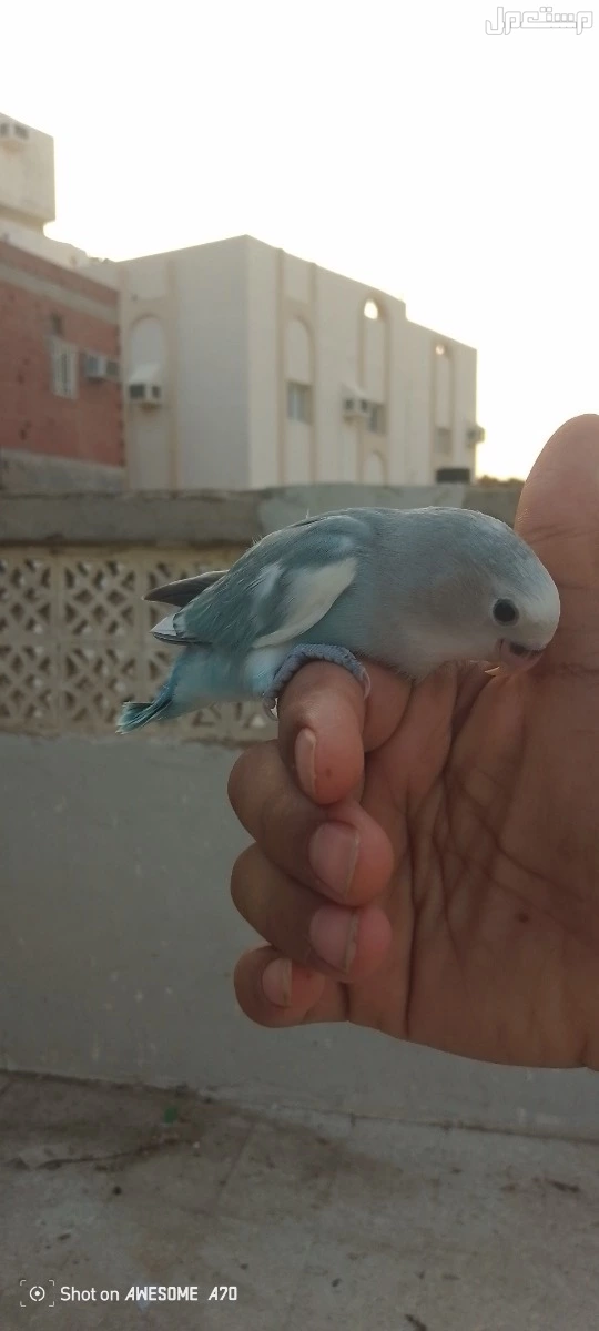 بغبغاء روز لايف ولاعوب وا هدد خارجي  في مكة المكرمة بسعر 350 ريال سعودي قابل للتفاوض