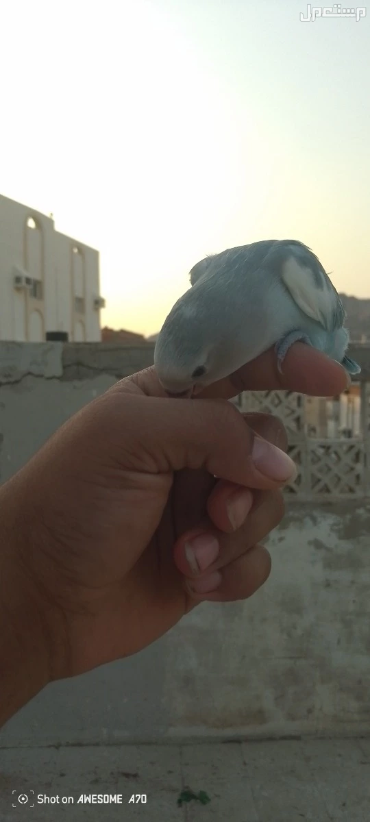 بغبغاء روز لايف ولاعوب وا هدد خارجي  في مكة المكرمة بسعر 350 ريال سعودي قابل للتفاوض