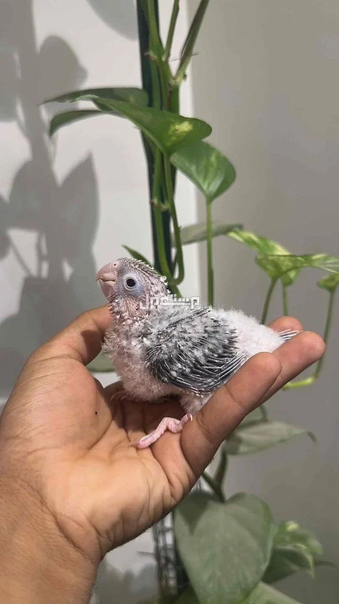 كنيور اناناس مجنون غر 0504762993