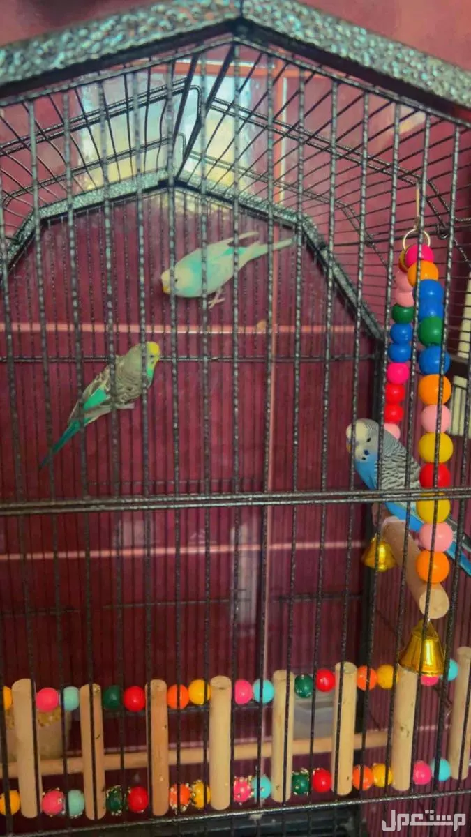 للبيع طيور بادجي ذكر و2 أنثي  مع ملحقاته  في جدة بسعر 300 ريال سعودي
