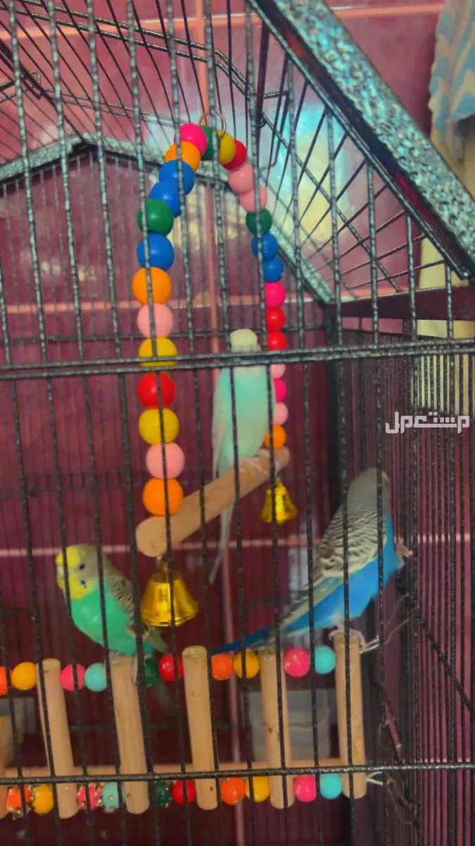 للبيع طيور بادجي ذكر و2 أنثي  مع ملحقاته  في جدة بسعر 300 ريال سعودي