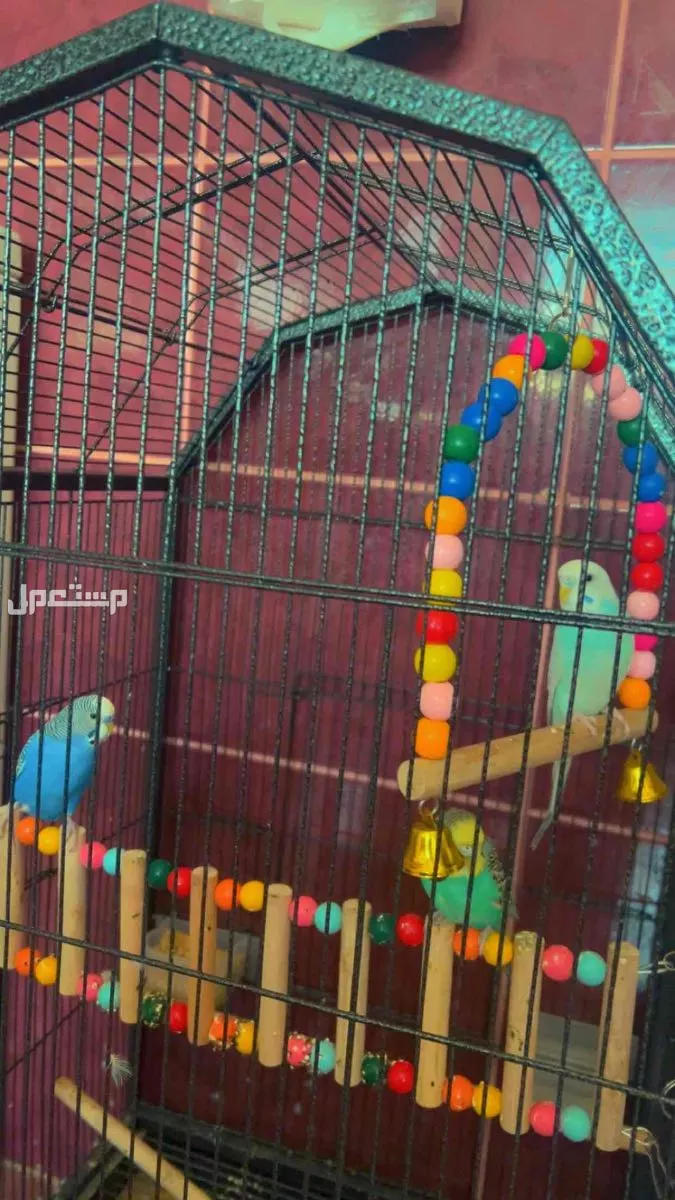 للبيع طيور بادجي ذكر و2 أنثي  مع ملحقاته  في جدة بسعر 300 ريال سعودي