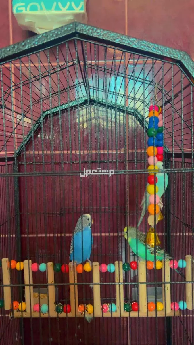 للبيع طيور بادجي ذكر و2 أنثي  مع ملحقاته  في جدة بسعر 300 ريال سعودي
