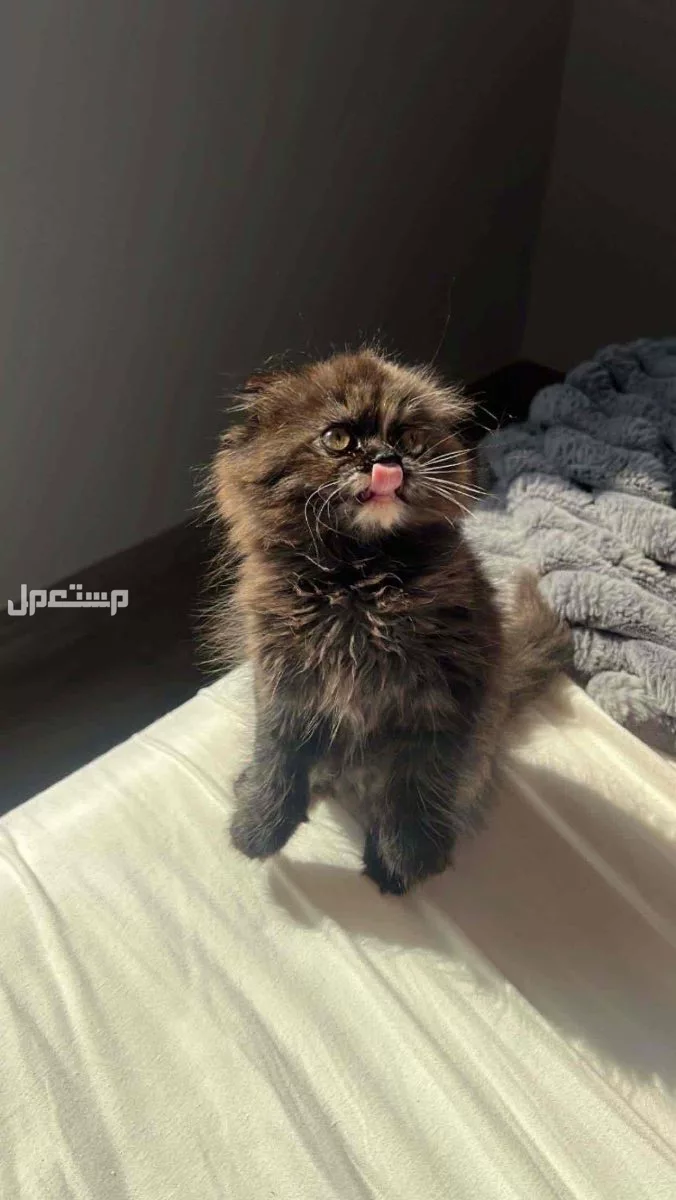 قطه انثى للبيع العاجل للتواصل ع الواتساب