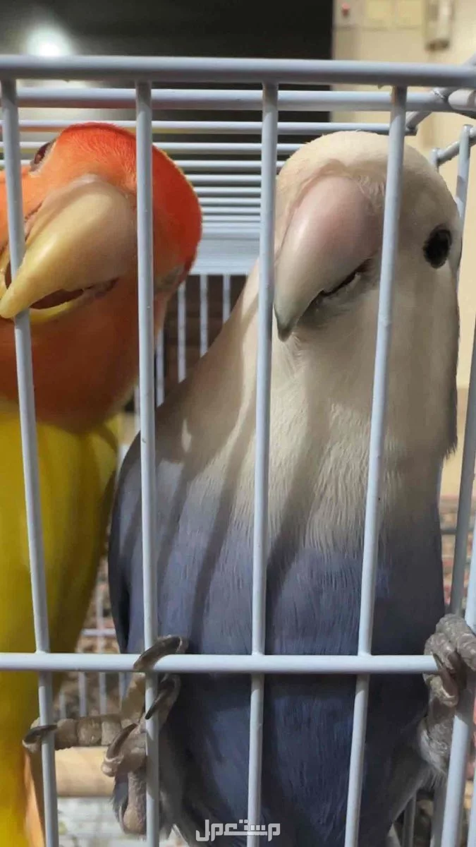 طيور روز منقا وفرج بالرياض السعر 400