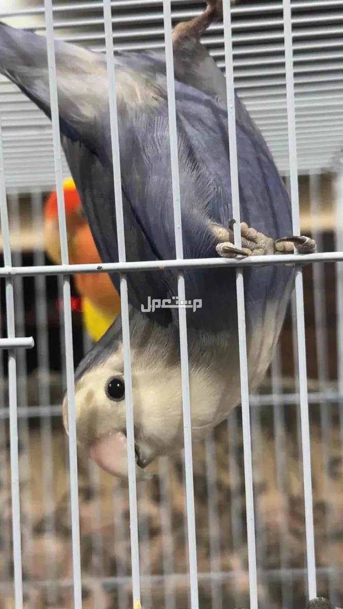 طيور روز منقا وفرج بالرياض السعر 400