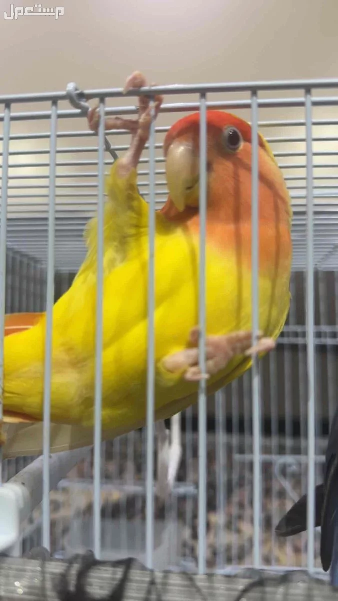 طيور روز منقا وفرج بالرياض السعر 400