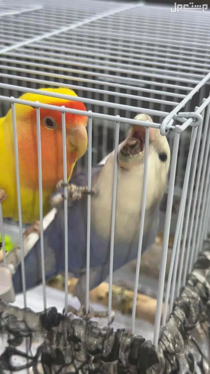 طيور روز منقا وفرج بالرياض السعر 400