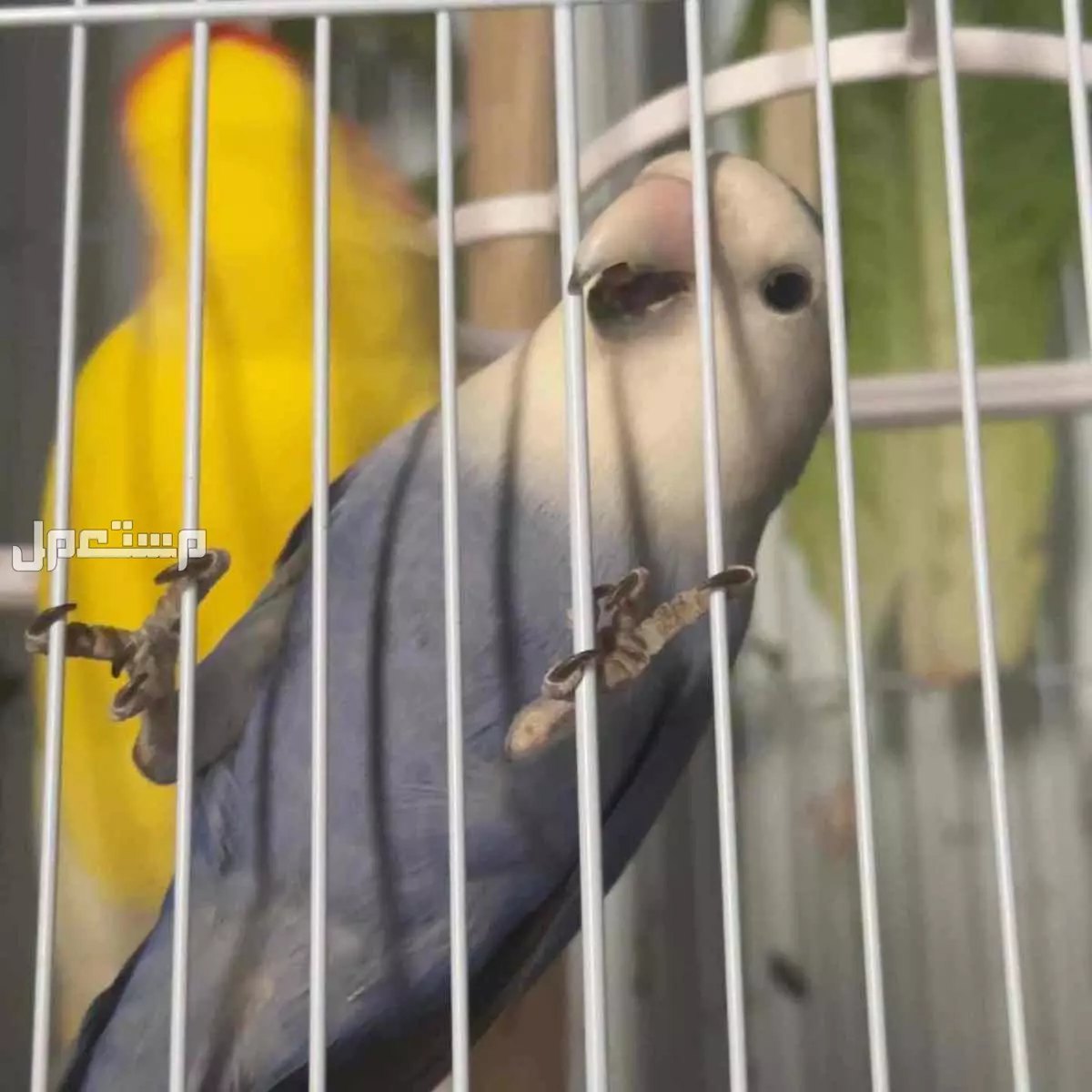 طيور روز منقا وفرج بالرياض السعر 400