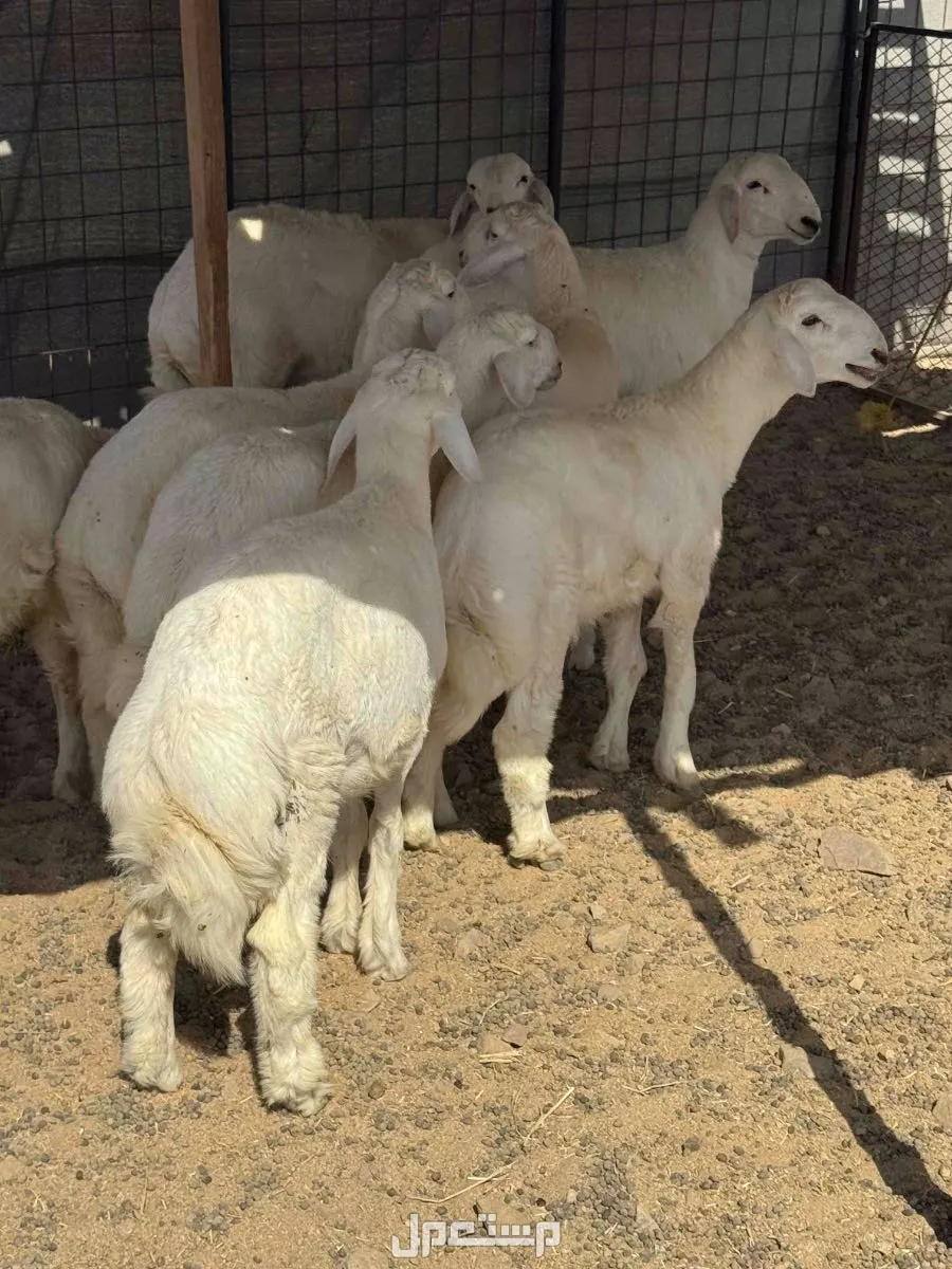 طليان حريه فل الفل شحم 5و 6 شهور