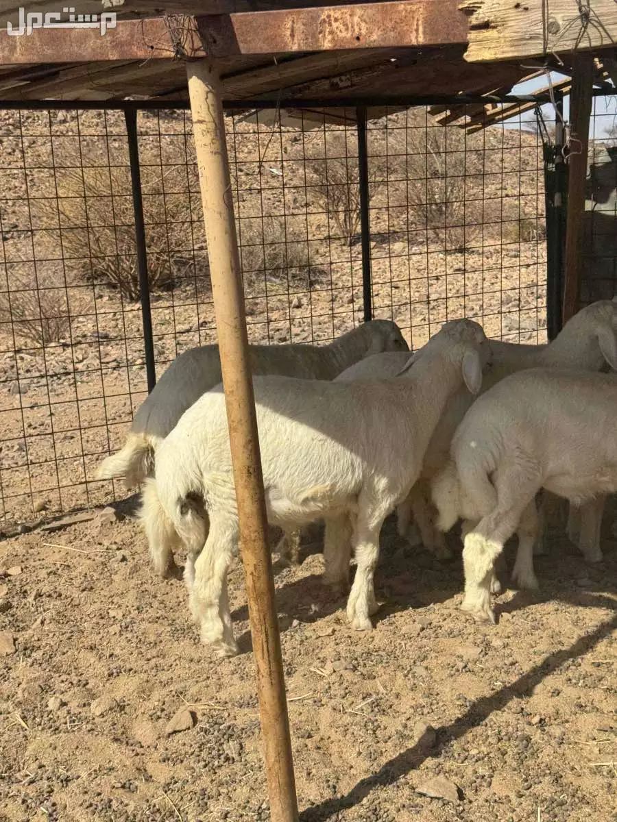 طليان حريه فل الفل شحم 5و 6 شهور