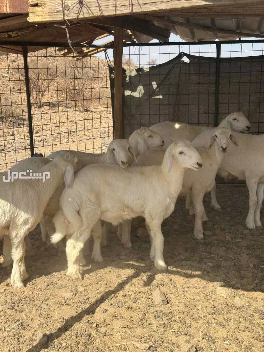 طليان حريه فل الفل شحم 5و 6 شهور