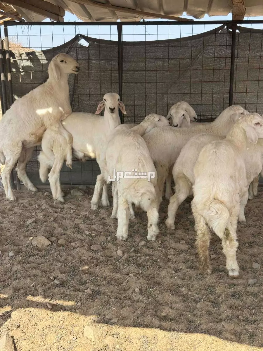 طليان حريه فل الفل شحم 5و 6 شهور