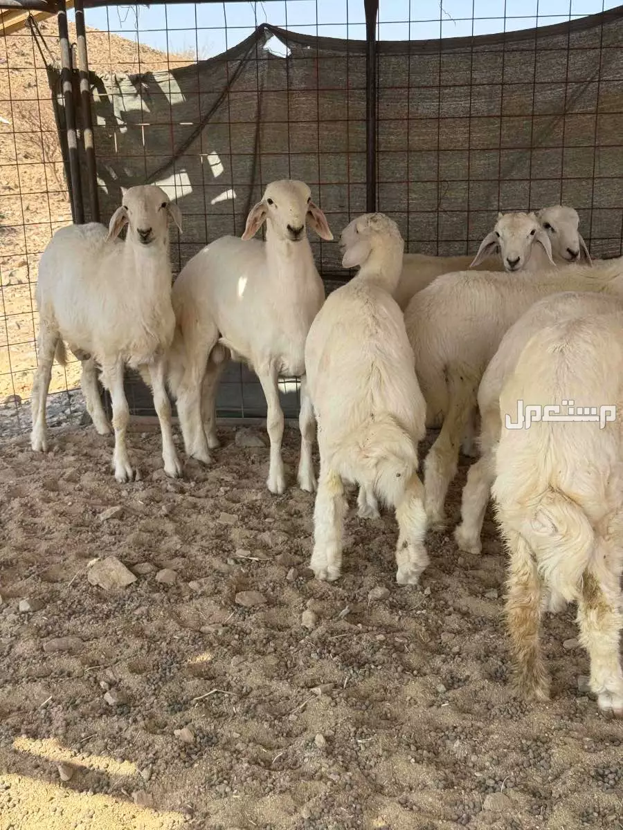 طليان حريه فل الفل شحم 5و 6 شهور