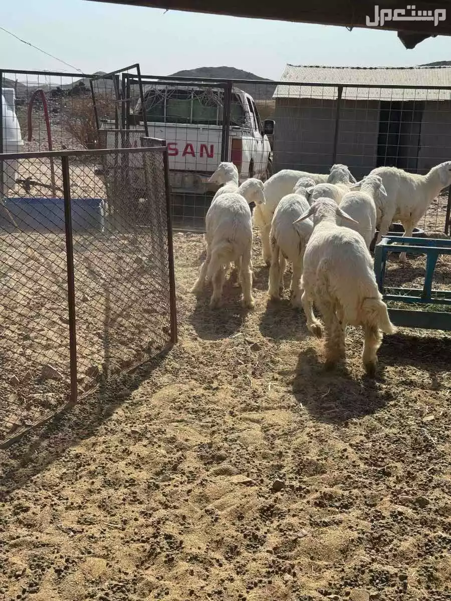 طليان حريه فل الفل شحم 5و 6 شهور