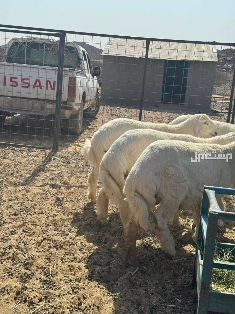 طليان حريه فل الفل شحم 5و 6 شهور