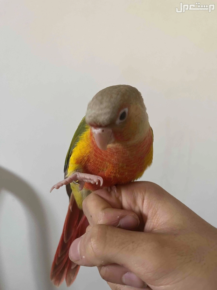 كنيور اناناس في الرياض عمر 3 شهور السرعه550