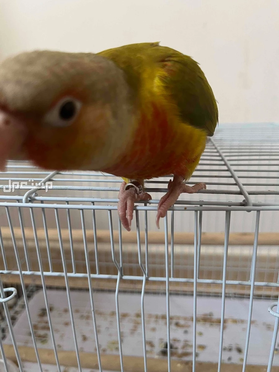 كنيور اناناس في الرياض عمر 3 شهور السرعه550