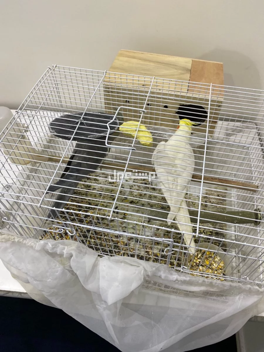 زوج كروان منتج من قبل والحين يتزوج هذا هو