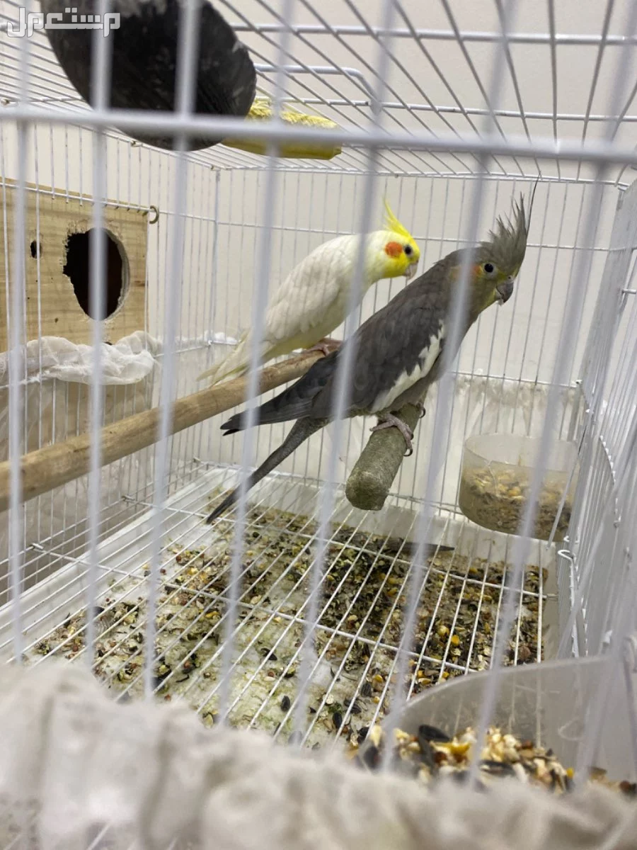 زوج كروان منتج من قبل والحين يتزوج هذا هو